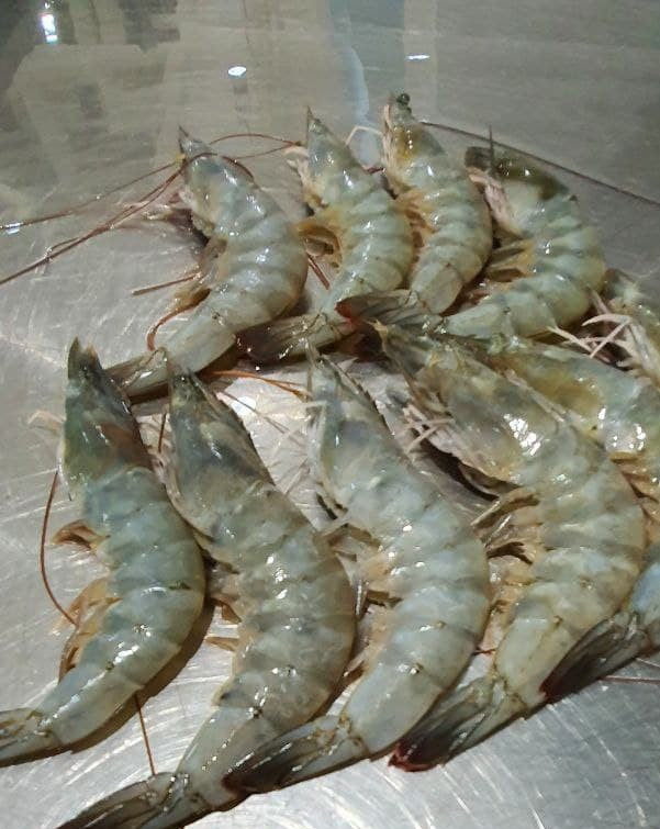 Crevettes Fraîches