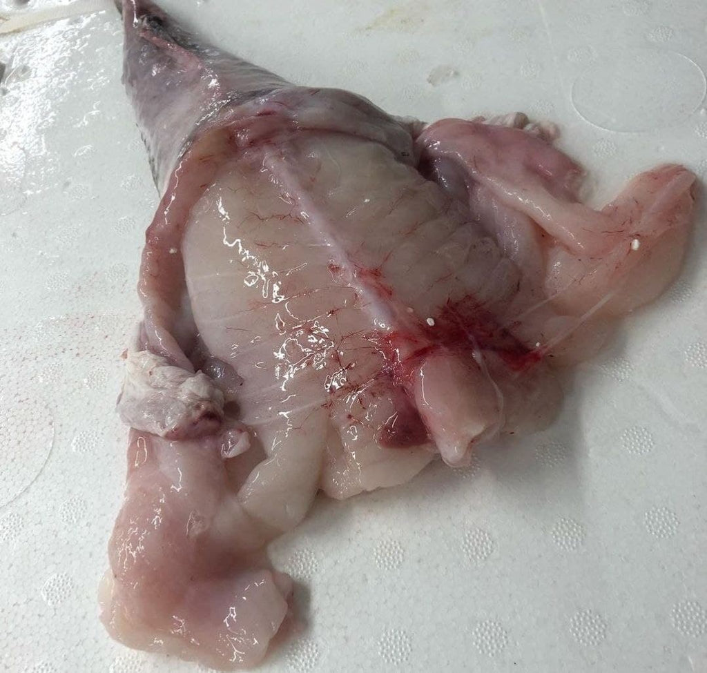 Monkfish